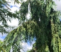 Chamaecyparis nootkatensis 'Pendula' - Treurcypres - 1