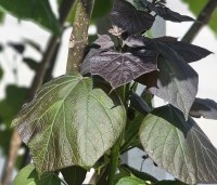 Catalpa erubescens 'Purpurea' - Purperkleurige trompetboom - 4