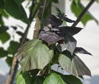 Catalpa erubescens 'Purpurea' - Purperkleurige trompetboom - 3