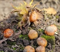 Corylus colurna - Turkse hazelaar - 5