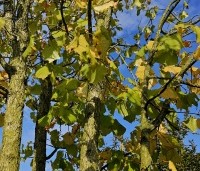 Corylus colurna - Turkse hazelaar - 4