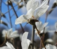 Magnolia Kobus - Beverboom - 2