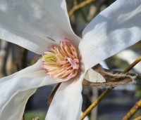 Magnolia Kobus - Beverboom - 1