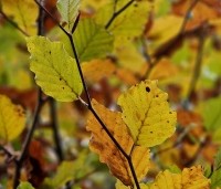 Fagus sylvatica - Groene beuk - 1