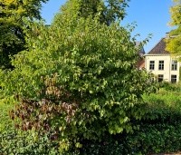 Cornus sanguinea - Rode kornoelje - 1