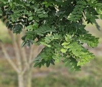 Sophora japonica - Honingboom - blad in juli