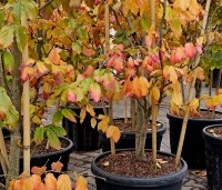Parrotia persica 'Vanessa' - Perzisch IJzerhout - 5