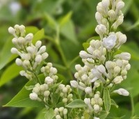 Syringa vulgaris 'Madame Lemoine'  - Sering 'Madame Lemoine'  - 1