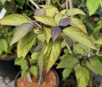 Clerodendrum trichotomum 'Purple Blaze' - Kansenboom 'Purple Blaze' - 5