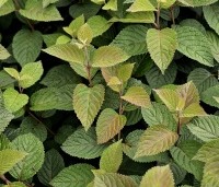 Viburnum plicatum 'Grandiflorum' - Japanse Sneeuwbal 'Grandiflorum' - 1