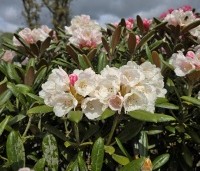 Rhododendron yakushimanum 'Hydon Velvet' - Japanse Rhododendron 'Hydon Velvet' - 1