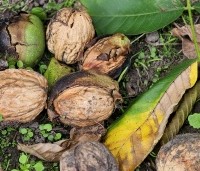 Juglans regia 'Bella Maria' - Walnoot 'Bella Maria' - 2