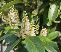 Prunus laurocerasus 'Bonaparte' - haaglaurier met gekleurde uitloop van het jonge blad. - 2