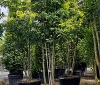 Gleditsia triacanthos 'Sunburst' - Valse christusdoorn - 2