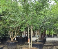 Celtis occidentalis - Westerse netelboom - 2
