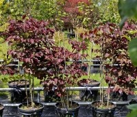 Cercis canadensis 'Forest Pansy' - Amerikaanse judasboom - 1