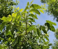 Carya illinoinensis - Pecannoot - 2