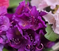 Rhododendron 'Marcel Menard' - Rododendron 'Marcel Menard' - 1