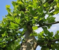 Platanus hispanica - Plataan - 2