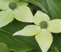 Cornus kousa 'Milky Way' - Japanse grootbloemige Kornoelje - 5