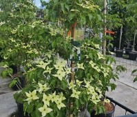 Cornus kousa 'Milky Way' - Japanse grootbloemige Kornoelje - 4