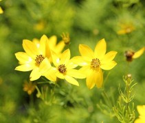 Meisjesogen 'Zagreb' voor een zonovergoten bloeier in uw tuin