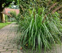 Pennisetum Red Head