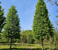 Carpinus betulus - Haagbeuk - 3