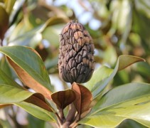 Magnolia 'Galissonnière', hoogstam zaadbol