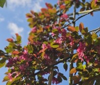 Malus toringo 'Scarlett' - Roodbladige sierappel 'Scarlett' - leischerm