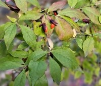 Euonymus alatus - Kardinaalshoed of kardinaalshoed alatus - 2