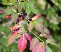 Euonymus alatus - Kardinaalshoed of kardinaalshoed alatus - 1