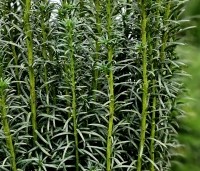 Taxus baccata 'Fastigiata' - Ierse Taxus 'Fastigiata' - 1