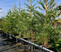 Sequoiadendron giganteum - Mammoetboom - kwekerij THB 2024