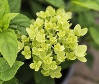 Hydrangea paniculata 'Little Lime' - Pluimhortensia 'Little Lime' - 1