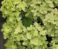 Hydrangea paniculata 'Little Lime' - Pluimhortensia 'Little Lime' - 2