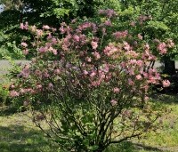 Rhododendron (AP)  'Fanny' - Azalea 'Fanny' - 2