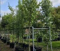 Tilia x europaea 'Pallida' - Koningslinde - 5