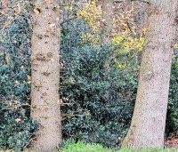 Ilex aquifolium - Scherpe Hulst - 1