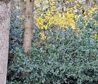 Ilex aquifolium - Scherpe Hulst - bos december