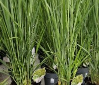 Panicum virgatum 'Northwind' - Vingergras 'Northwind' - 1