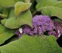 Hydrangea aspera 'Macrophylla' - Fluweelhortensia - 4