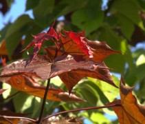 Acer platanoides ‘Royal Red’ jonge uitloper