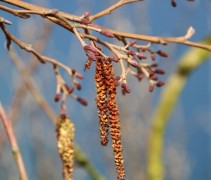 Alnus glutinosa