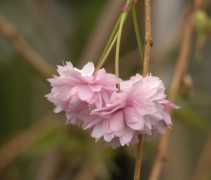 Prunus serrulata 'Kiku-shidare-Zakura'
