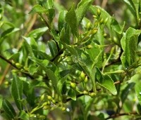 Styrax japonicus - Storaxboom - 3