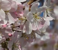 Prunus 'Pandora' - Sierkers 'Pandora' - 2