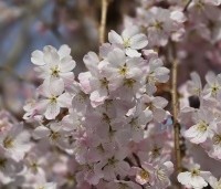 Prunus 'Pandora' - Sierkers 'Pandora' - 1