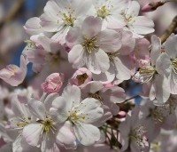 Prunus 'Pandora' - Sierkers 'Pandora' - 3