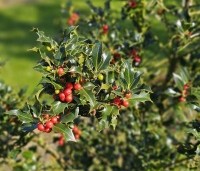 Ilex aquifolium 'Alaska' - Scherpe Hulst 'Alaska' - 3